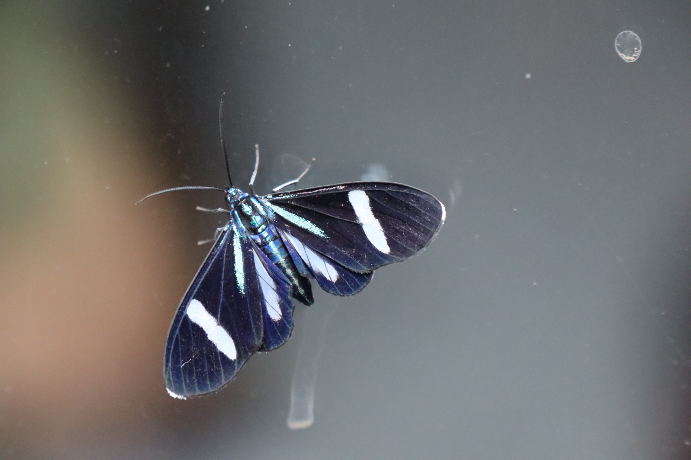 Fotografía de una polilla apoyada en un vidrio.