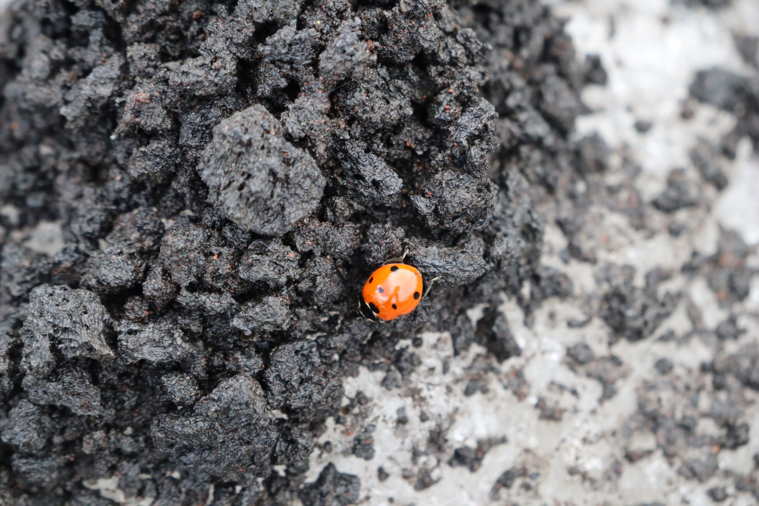 Fotografía de una Coccinella