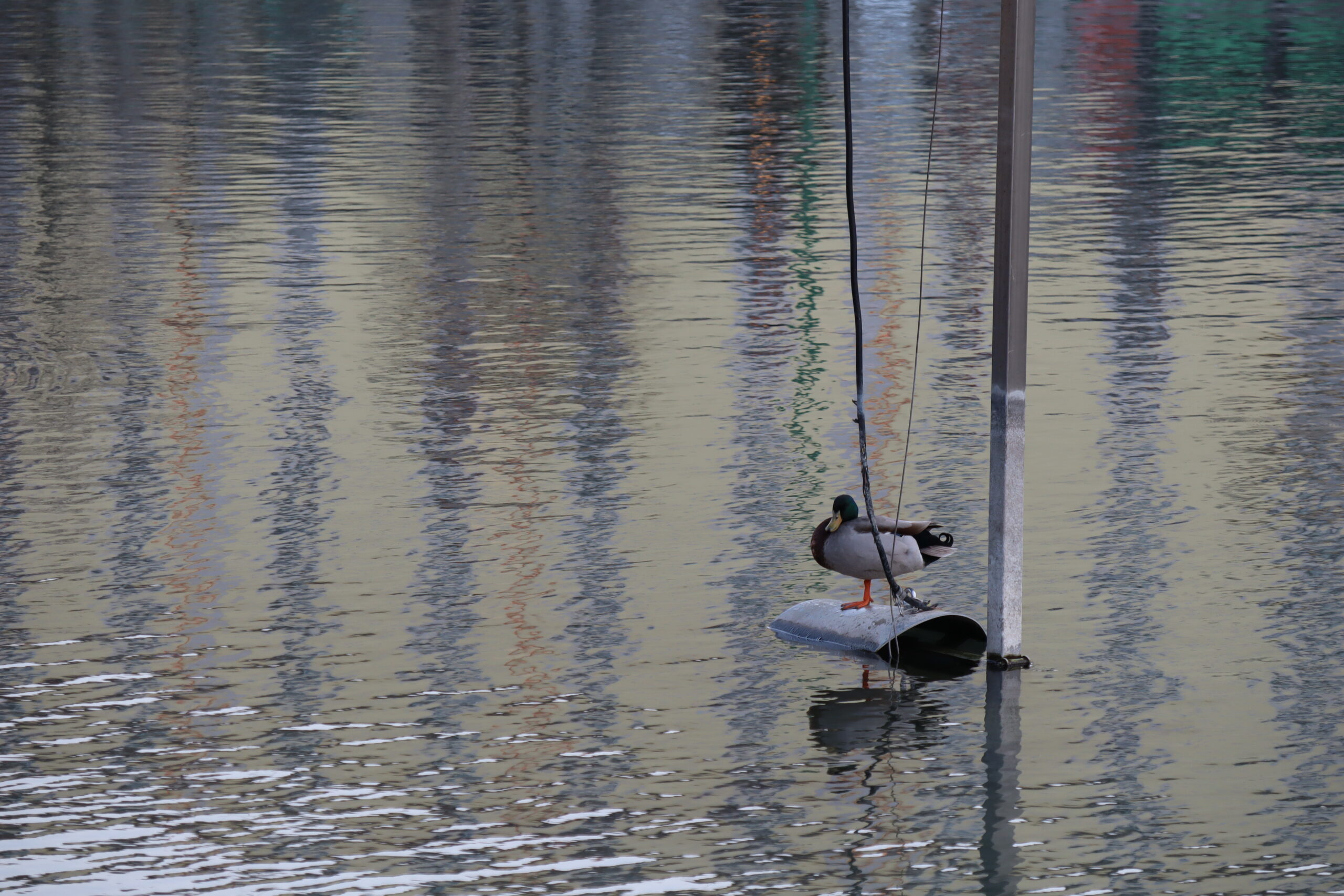 Fotografía de un pato sobre una pieza de metal en un lago.