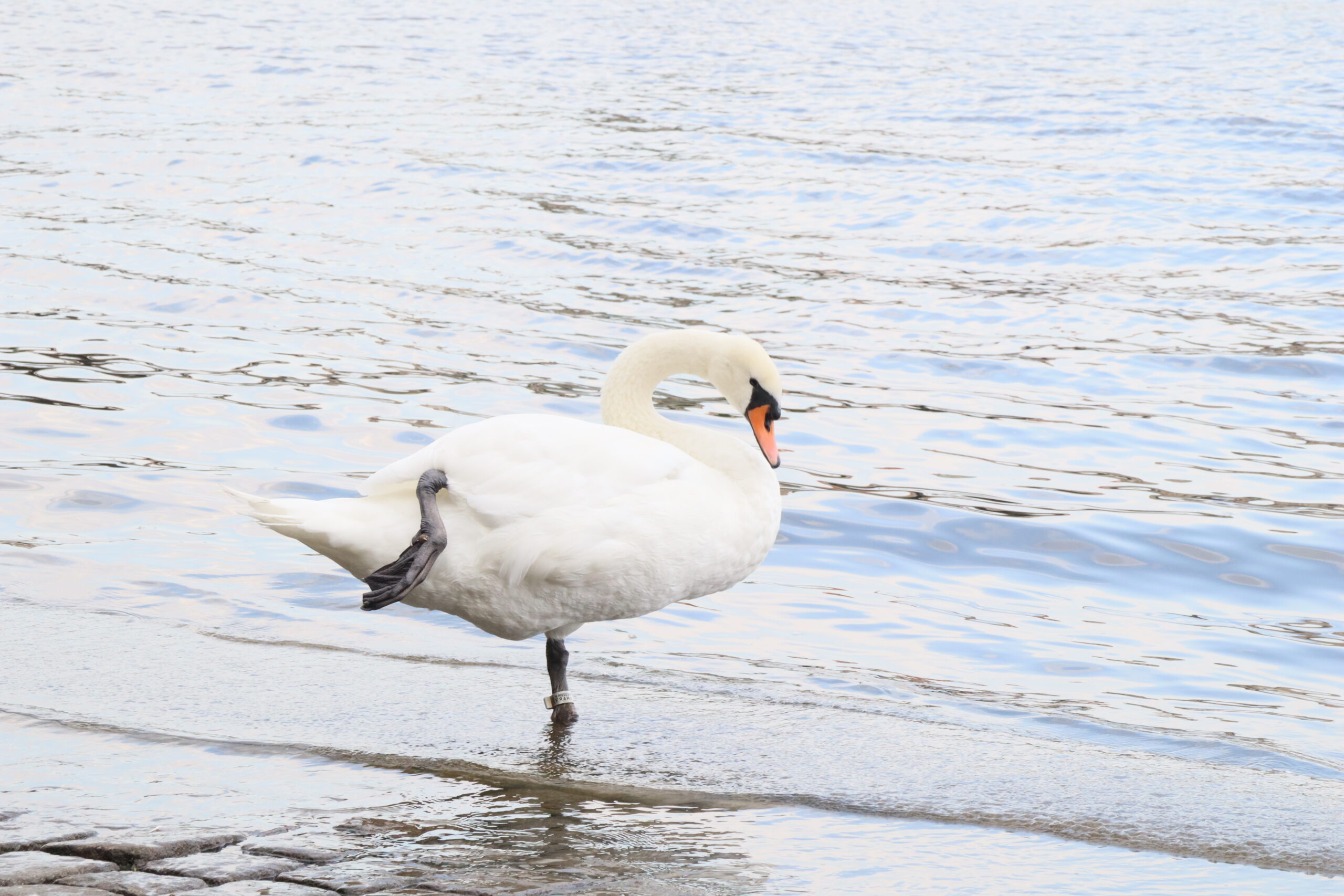 Fotografía de un cisne al inicio de una costa